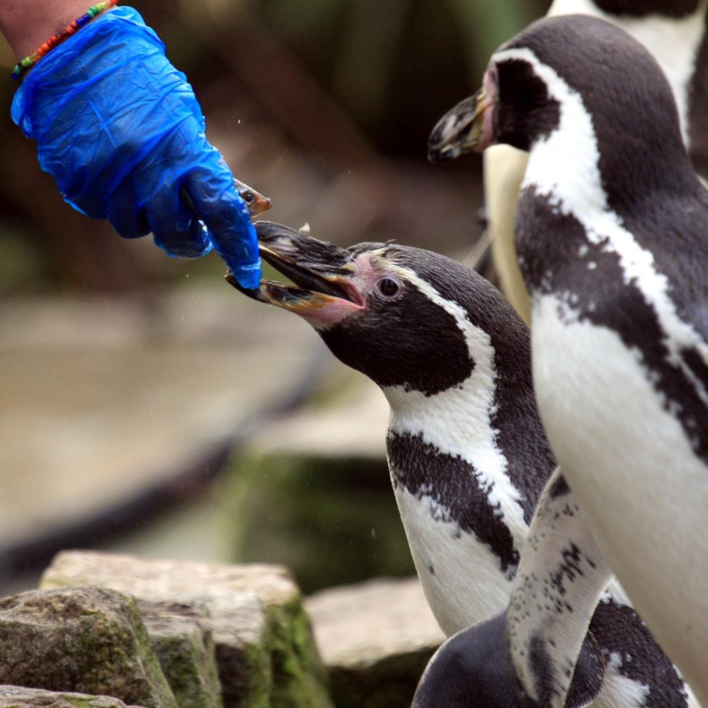 EOE-Penguin-Feeding-Experience.jpg
