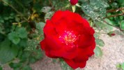 DSCF0032.JPG