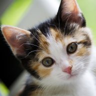 Calico Kittens