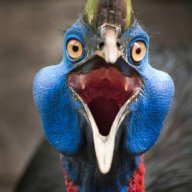 Emperor Cassowary