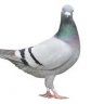 Pigeonstan