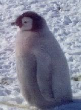 cutepenguin.jpg