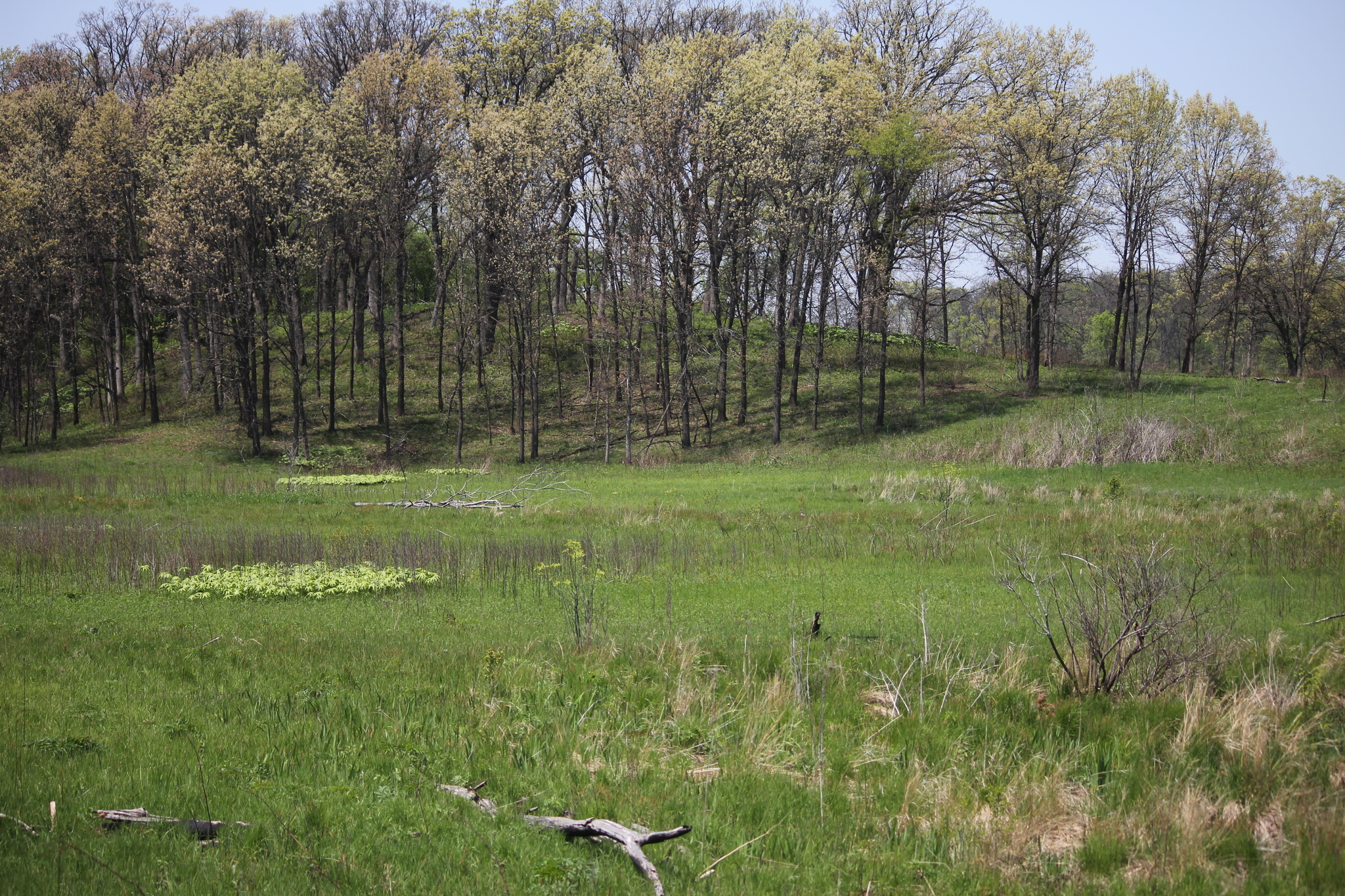 Nachusa_Grasslands_Spring_2016.jpg