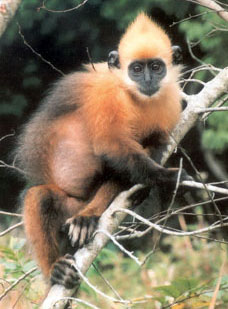 1117Cat_Ba_Langur.jpg