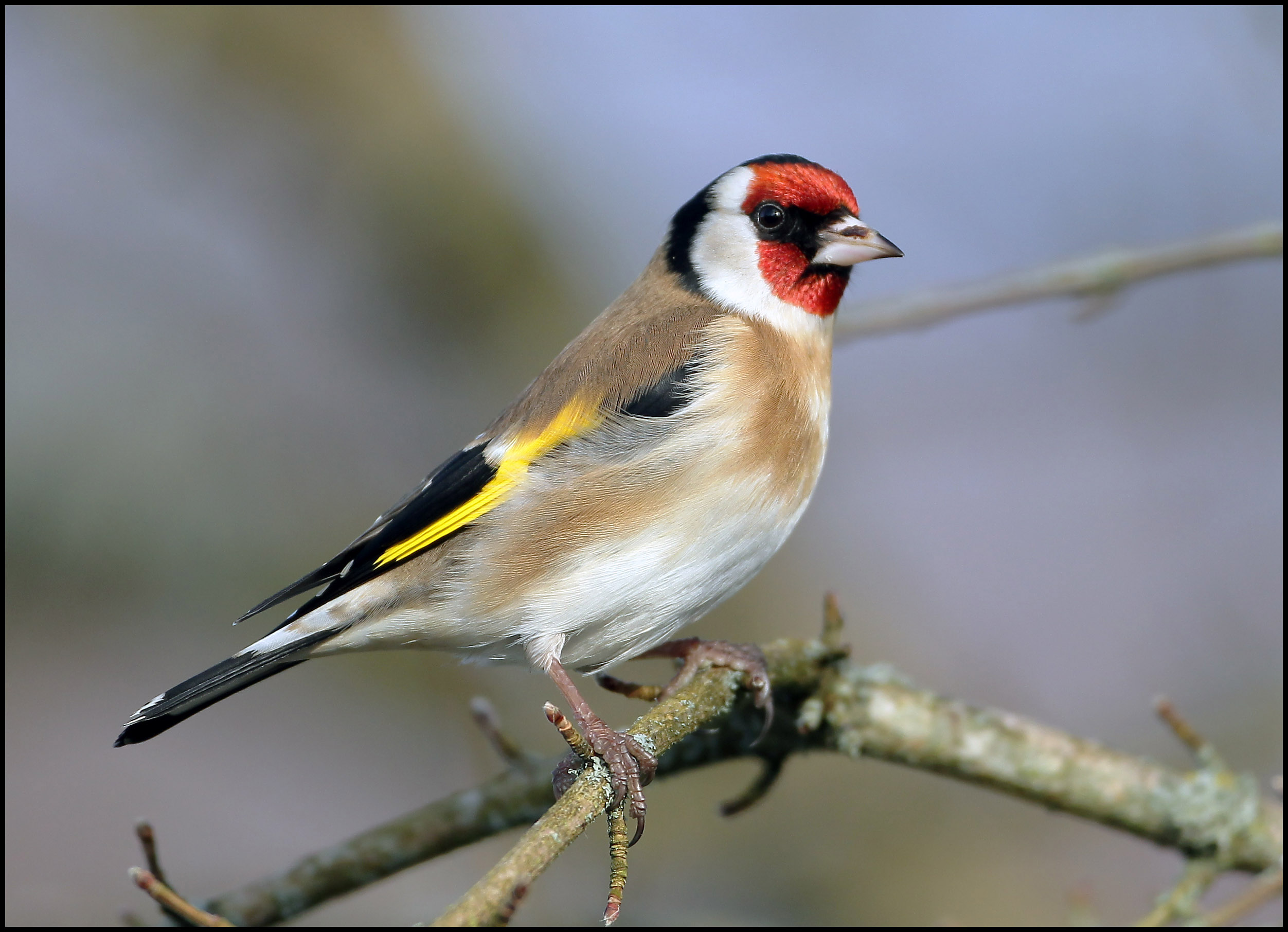 goold-finch-2.jpg