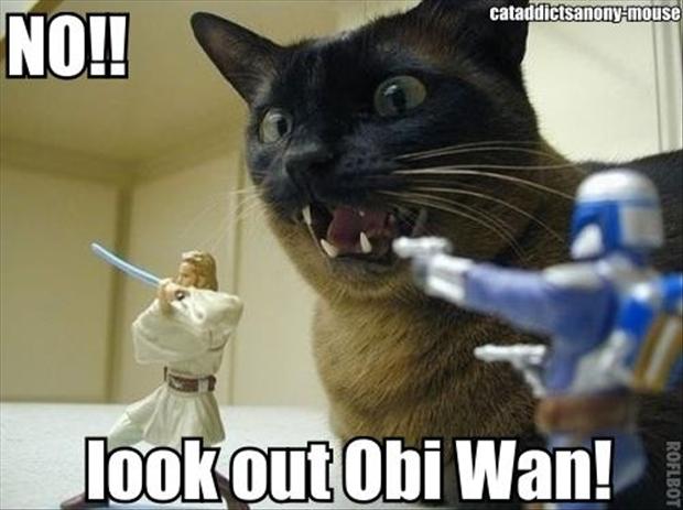 cat-playing-star-wars.jpg