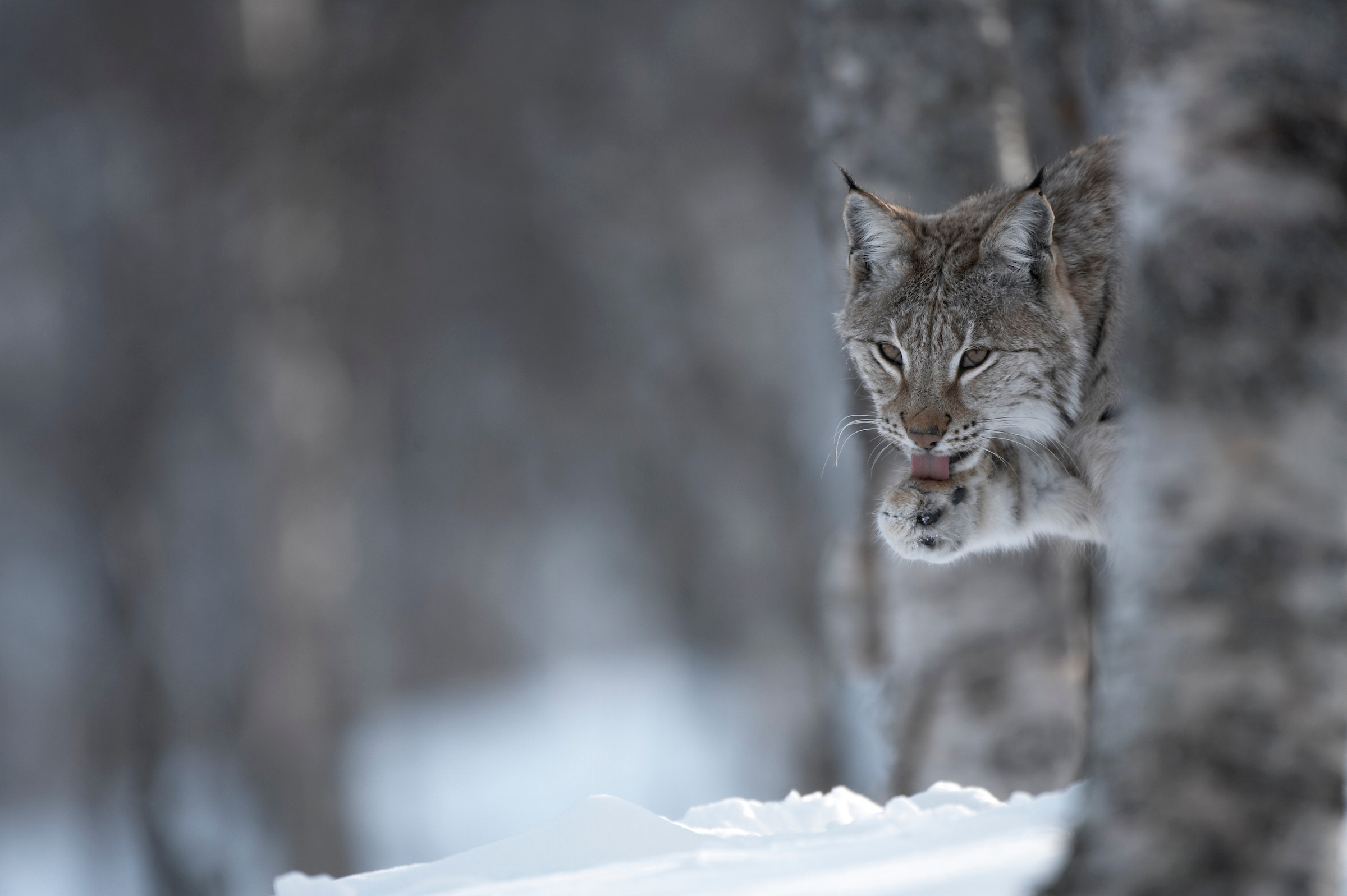 EM-lynx-300-RESTRICTED.jpg