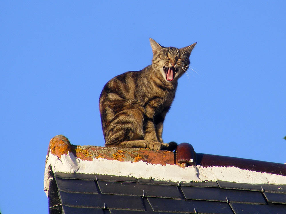 cat3.jpg
