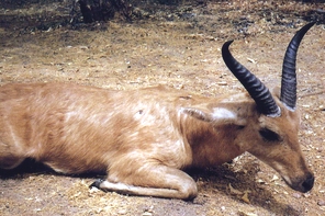 gameNagorReedbuck.jpg