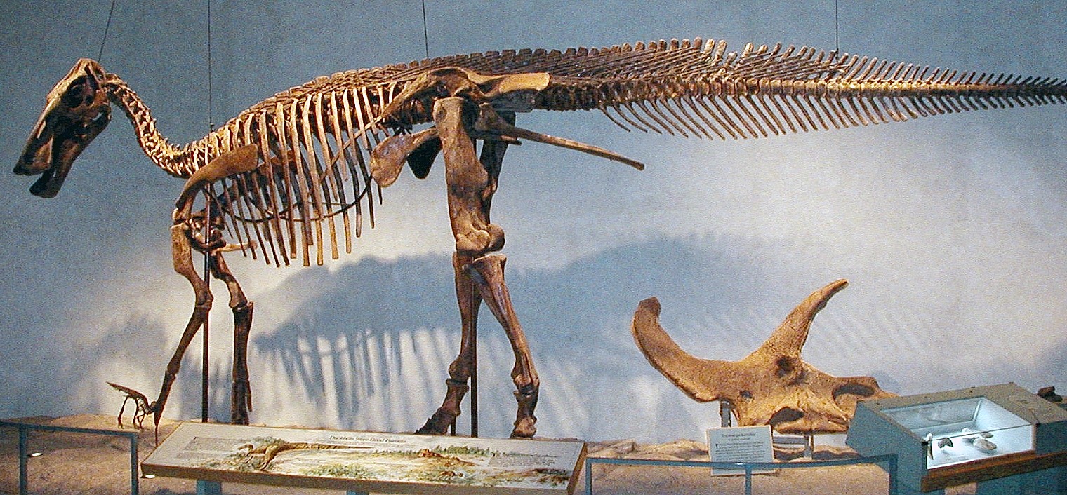 DNMH_Edmontosaurus.jpg