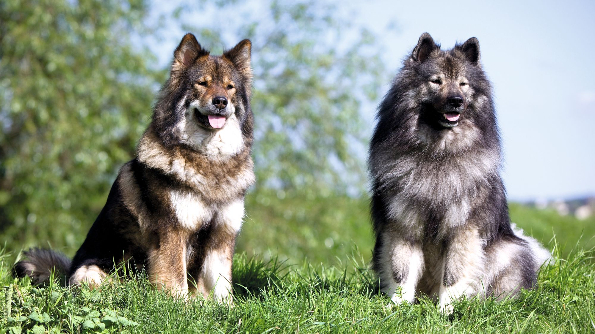 bp-lot-7-eurasier-couleur-outdoor
