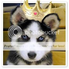 King_puppy.jpg