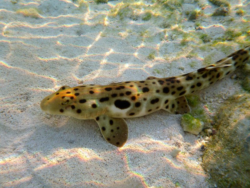 Epaulette-Shark-10cd8d9-width-800-db6c818.jpg