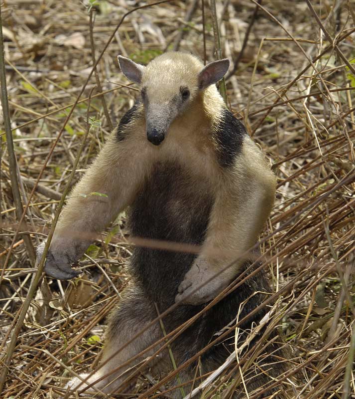 tamandua.jpg