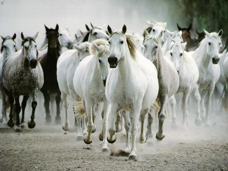 horsesw.jpg