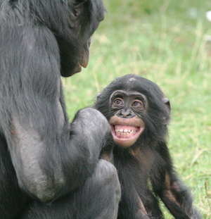 Bonobos%2011yr%20male%203yr%20male%20grin%20Twycross%20730s.jpg