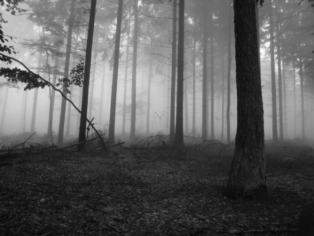 Slender_forest.png