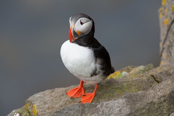 puffins-island.jpg