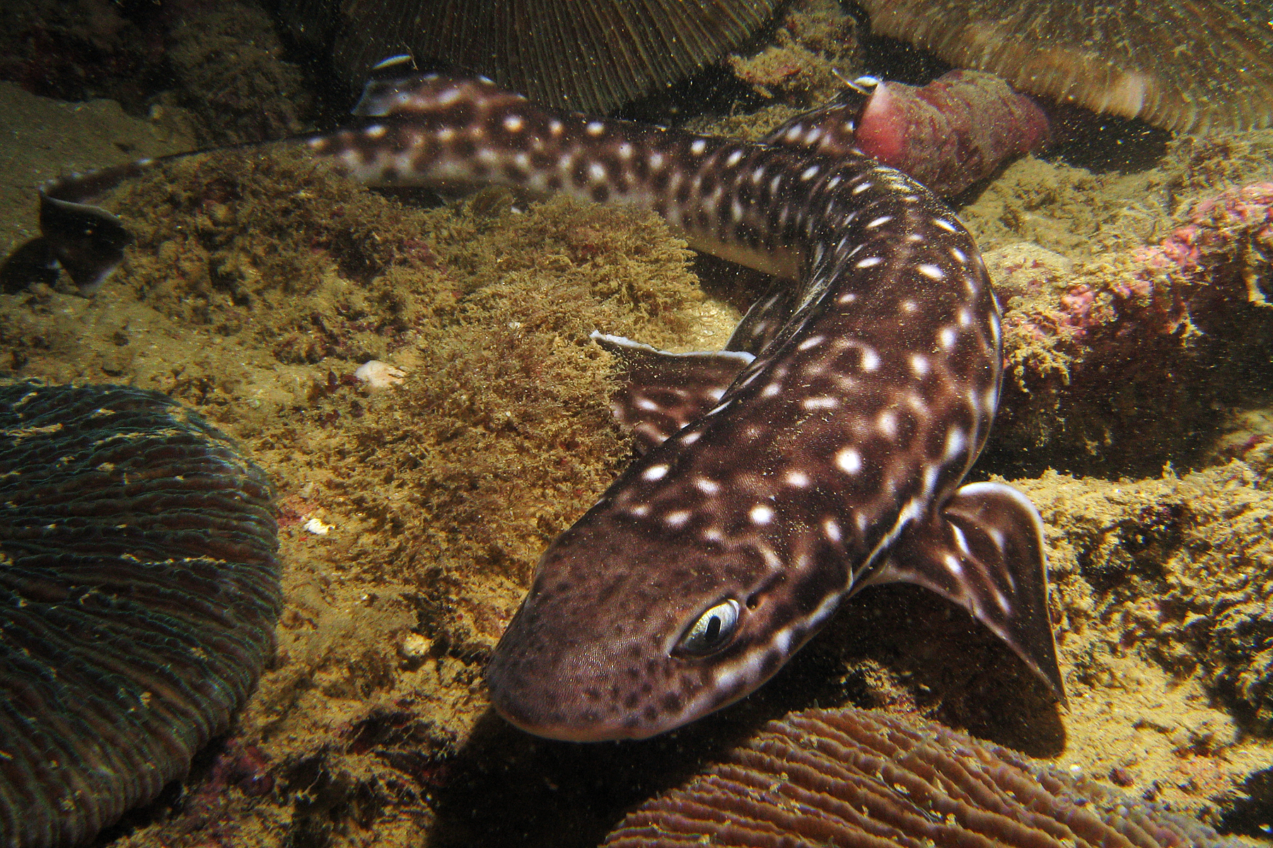 Gaya-Catshark.jpg