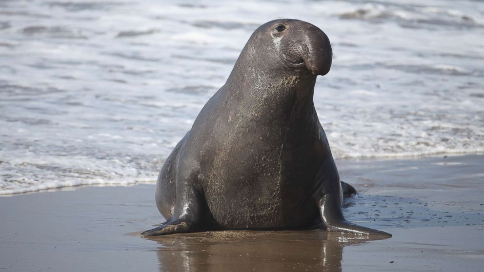 elephant-seals-1-gty-er-181129_hpMain_16x9_992.jpg