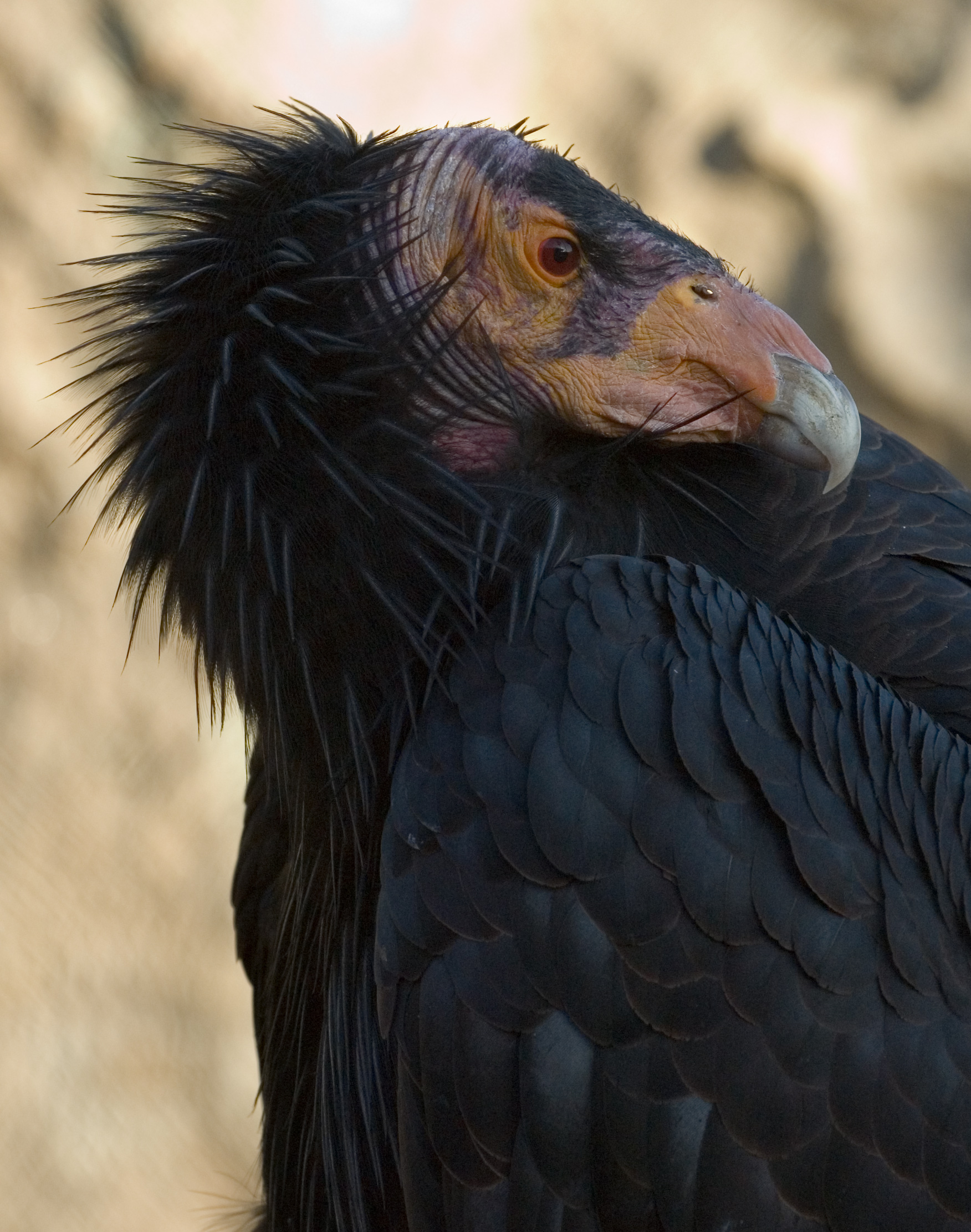 California-Condor3-Szmurlo.jpg