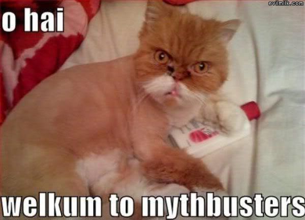 Mythbusters_Cat.jpg