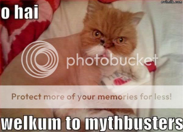 Mythbusters_Cat.jpg