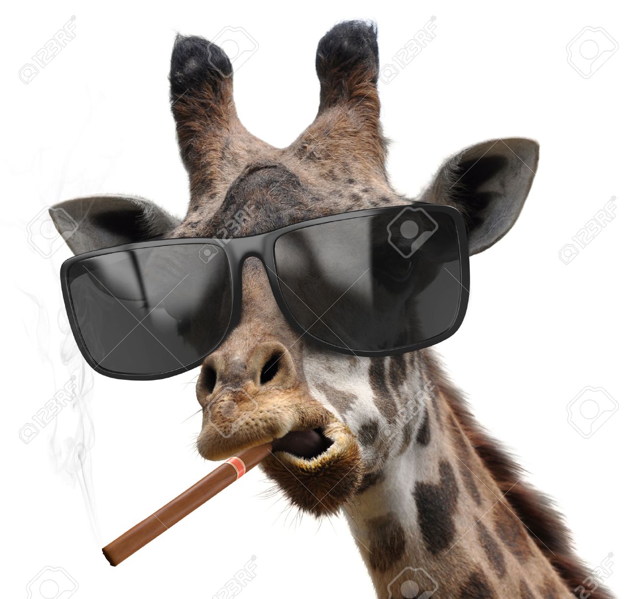 37345947-Macho-giraffe-with-cool-sunglasses-smoking-a-cuban-cigar-like-a-boss-Stock-Photo.jpg