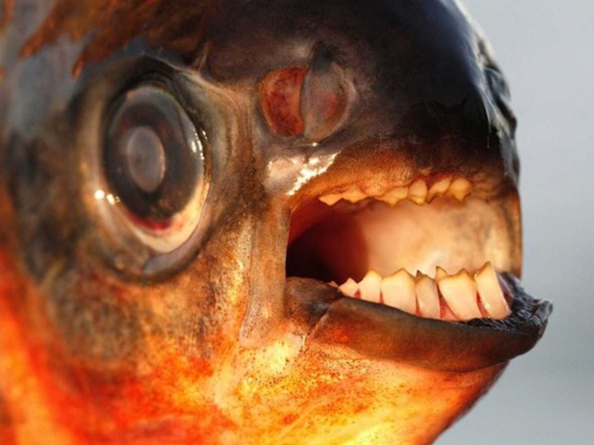 testicle-eating-pacu-fish-found-in-new-jersey.jpg