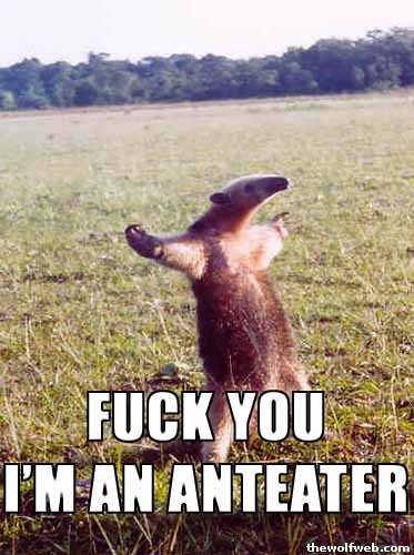 anteater-fuck-you.jpg
