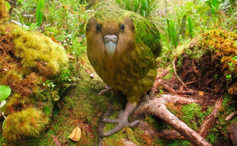 kakapo-kakapu-animales-mas-feos-mundo-825x510.jpg
