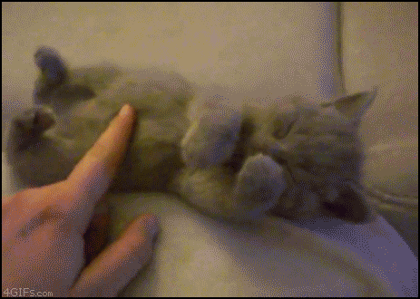 cutest-cat-gifs-tickle.gif