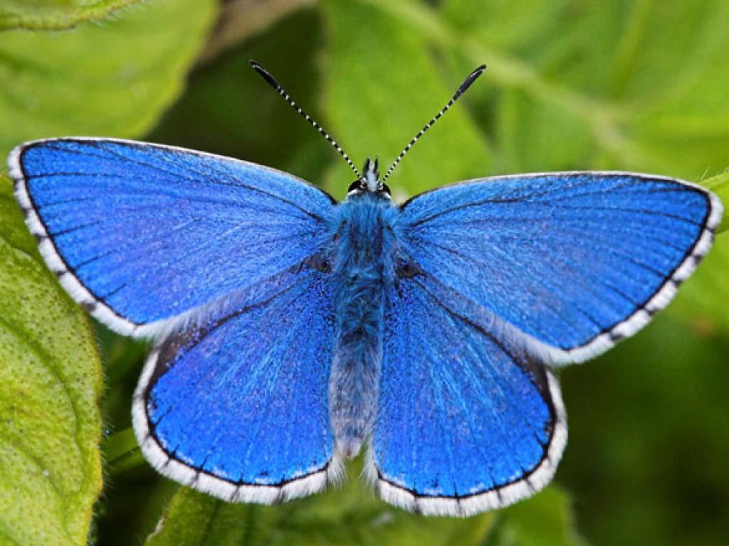 adonis-blue-upperwing-male1--peter-eeles-web.jpg