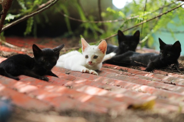 Black-kitten-and-white-kitten-on-the-roof-Stock-Photo.jpg