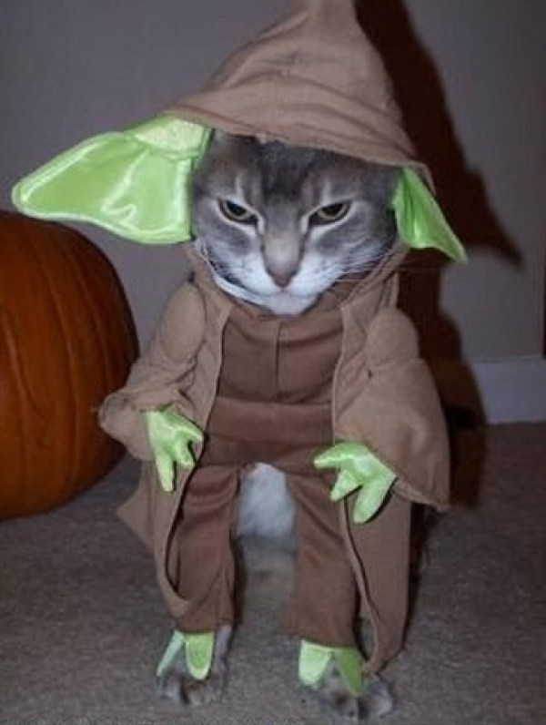 Top-10-Images-of-Star-Wars-cats-5.jpg