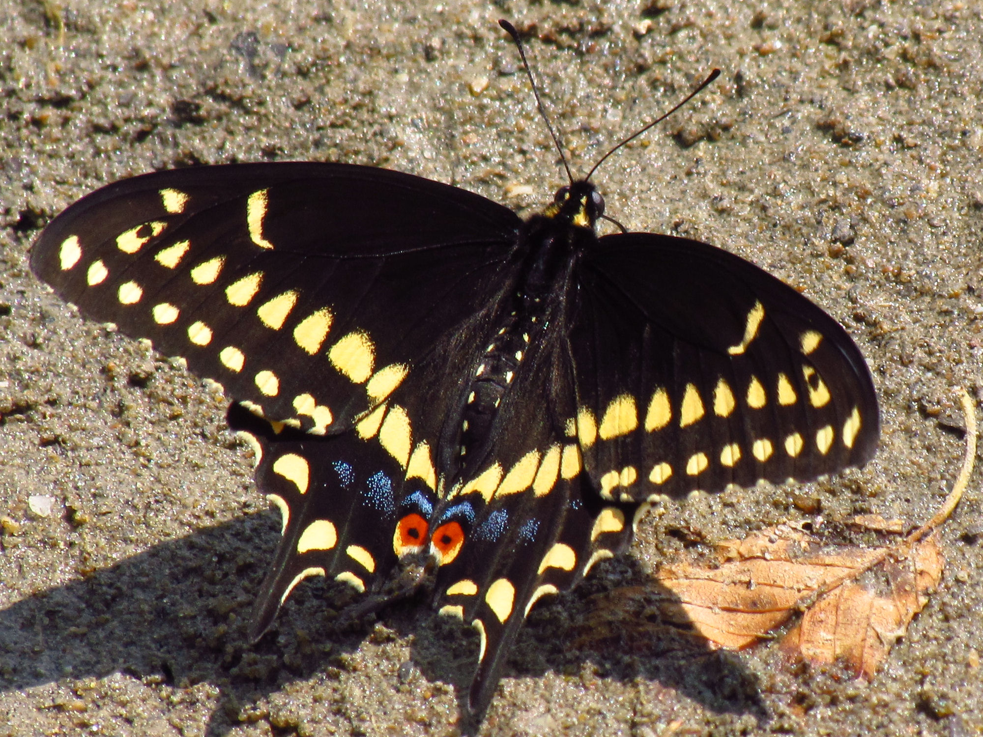 Black_Swallowtail%2C_male%2C_Ottawa.jpg