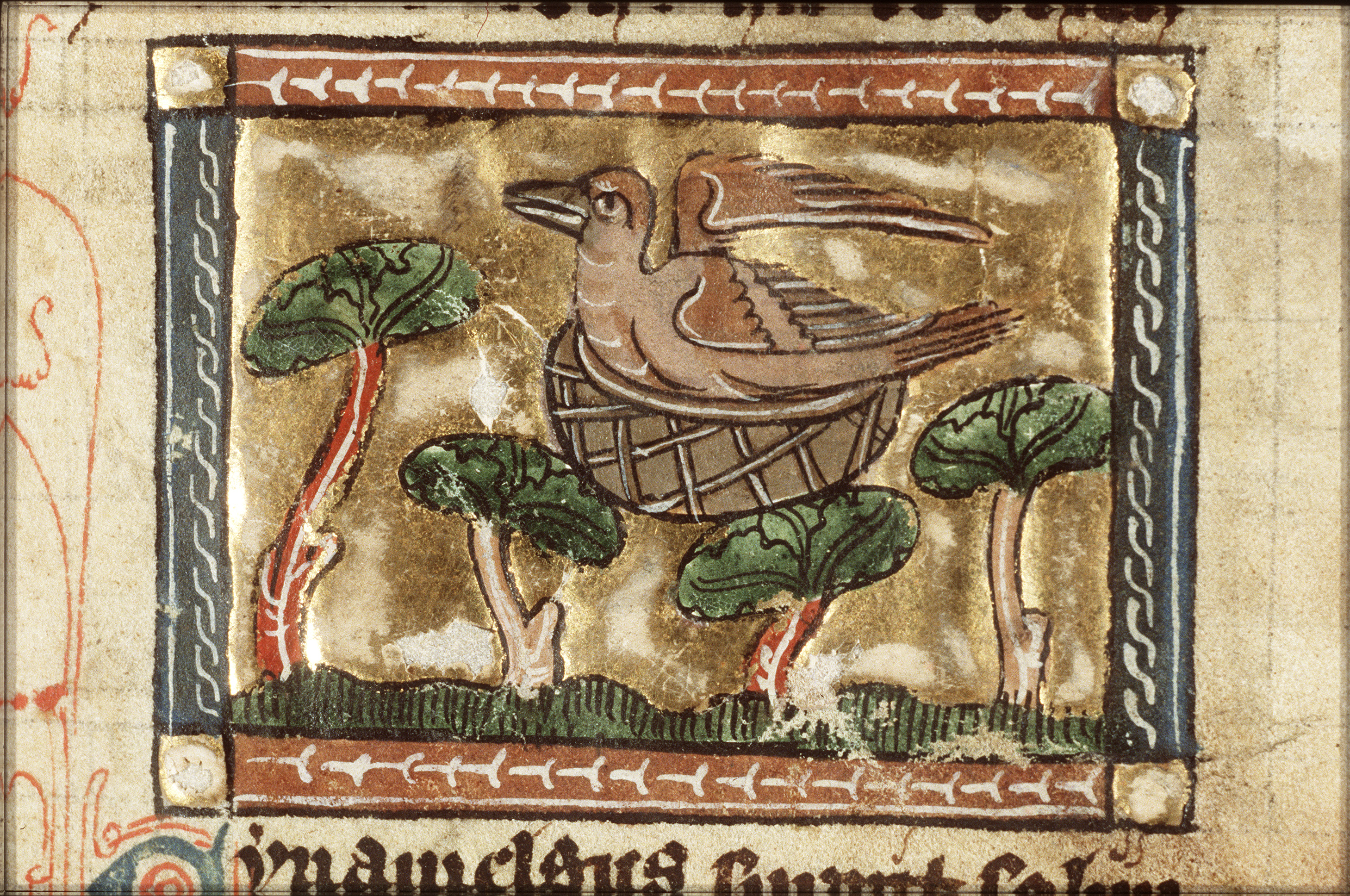 Cinamelgus_-_Der_naturen_bloeme_-_Jacob_van_Maerlant_-_KB_KA_16_-_079v_a2.jpg