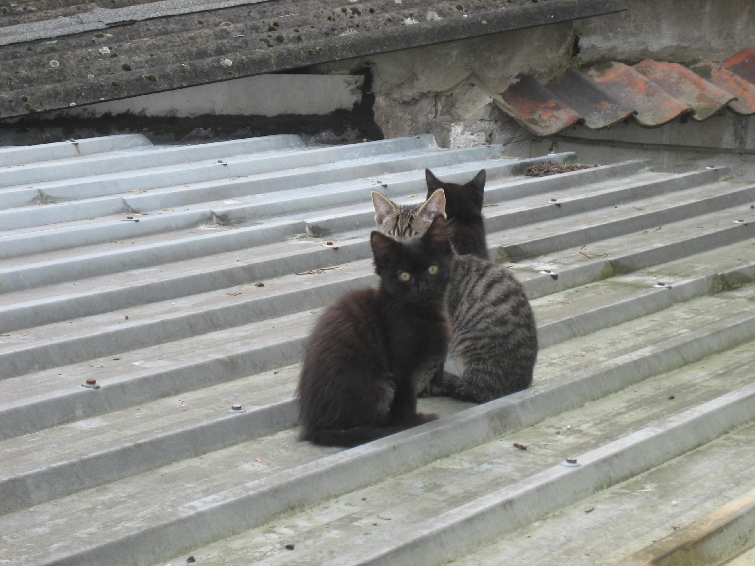 Kittens_on_a_roof.jpg
