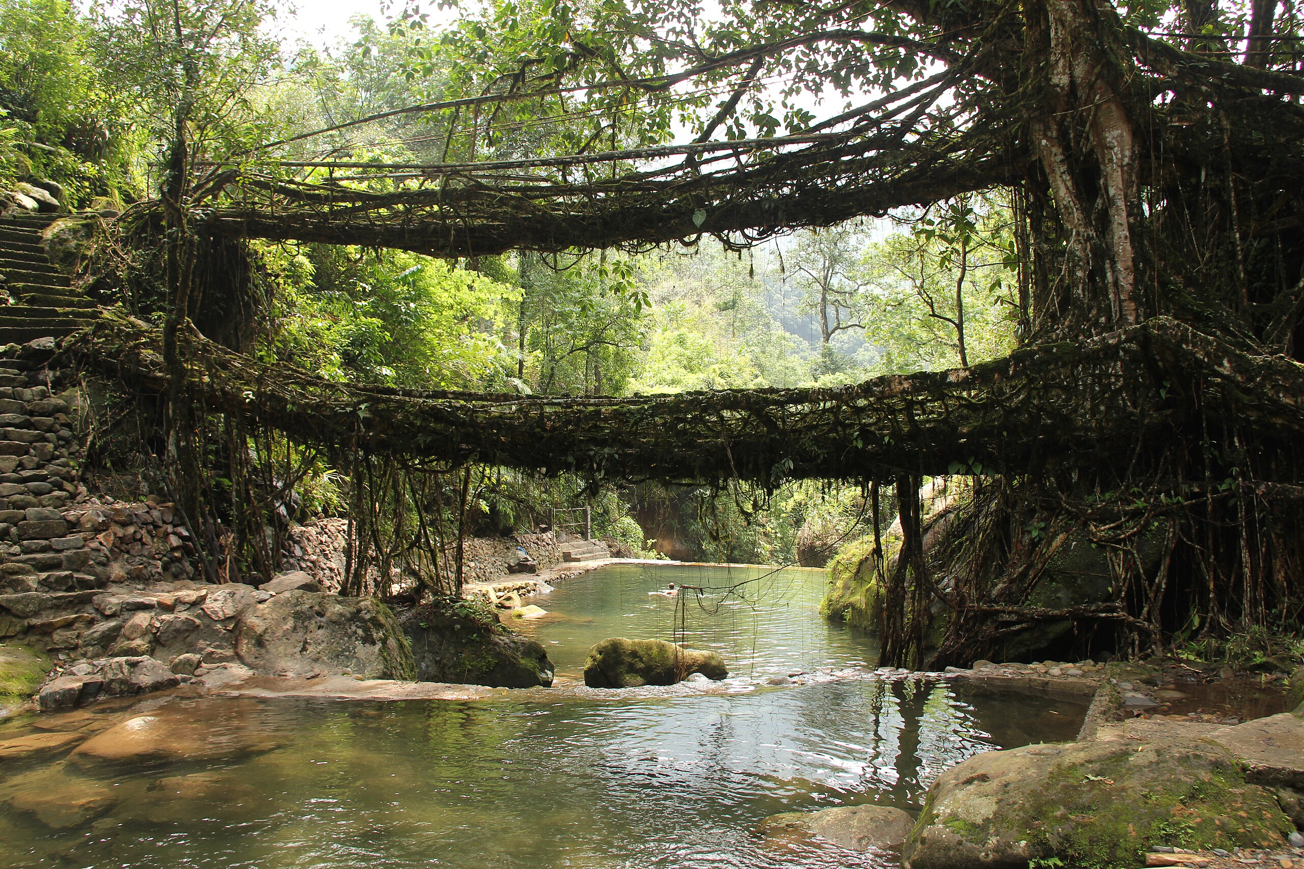 2560px-Living_root_bridges%2C_Nongriat_village%2C_Meghalaya2.jpg