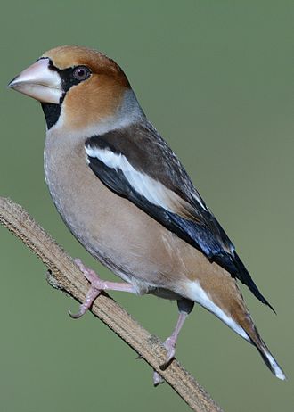 330px-Coccothraustes_coccothraustes_Parco_Della_Piana_around_Firenze%2C_Italy.jpg