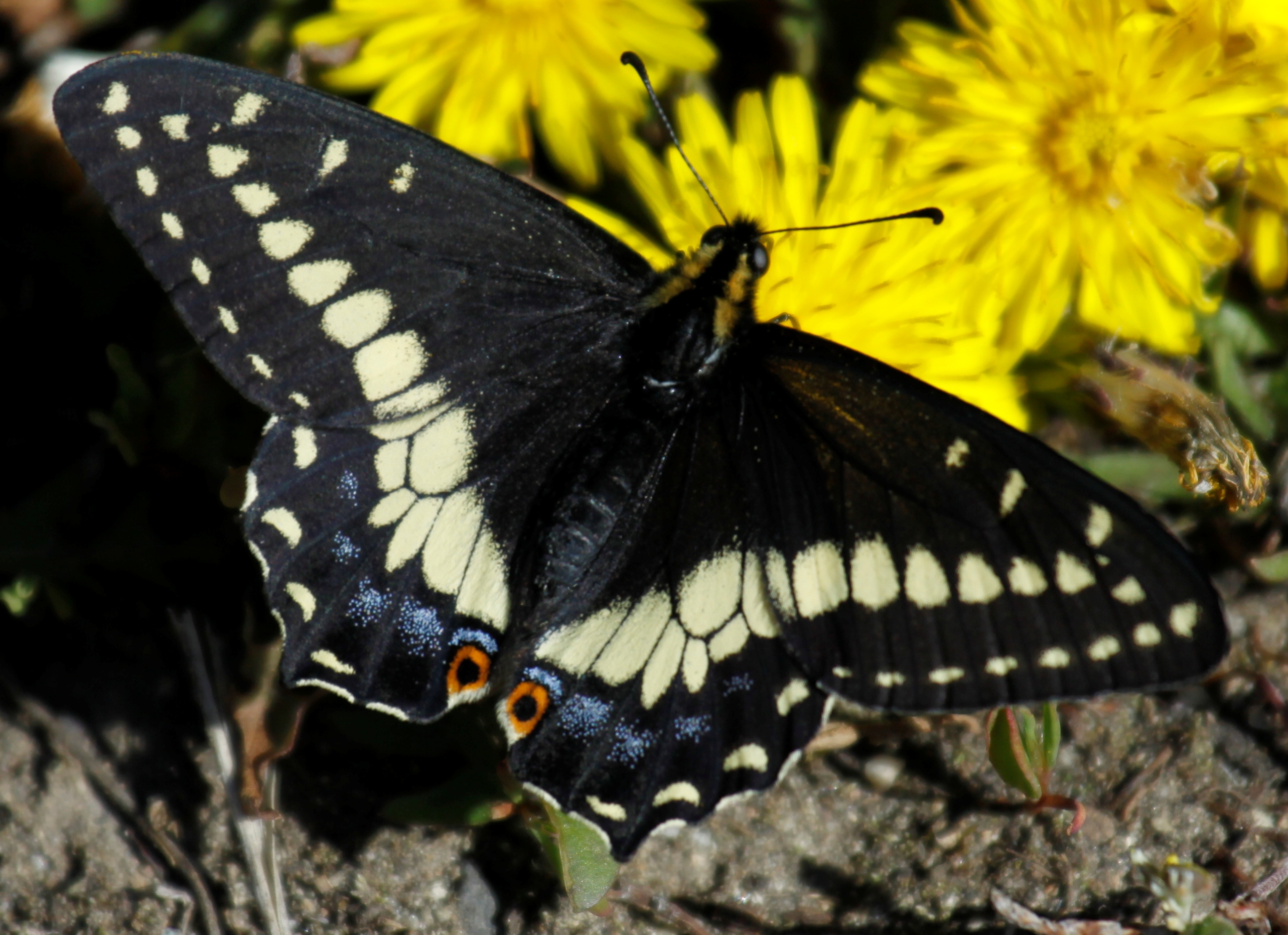 unknownblackswallowtail.jpg